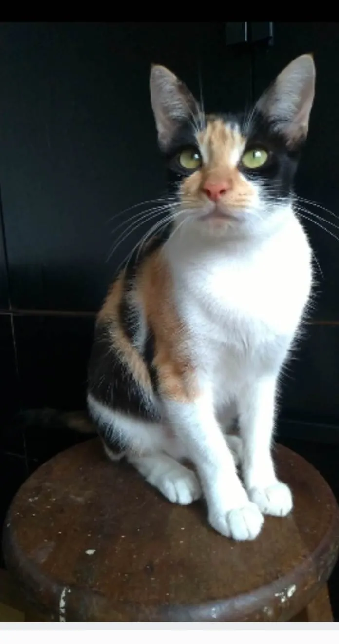 Gato ra a srd tricolor idade 1 ano nome AGNES