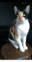 AGNES