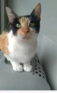 AGNES