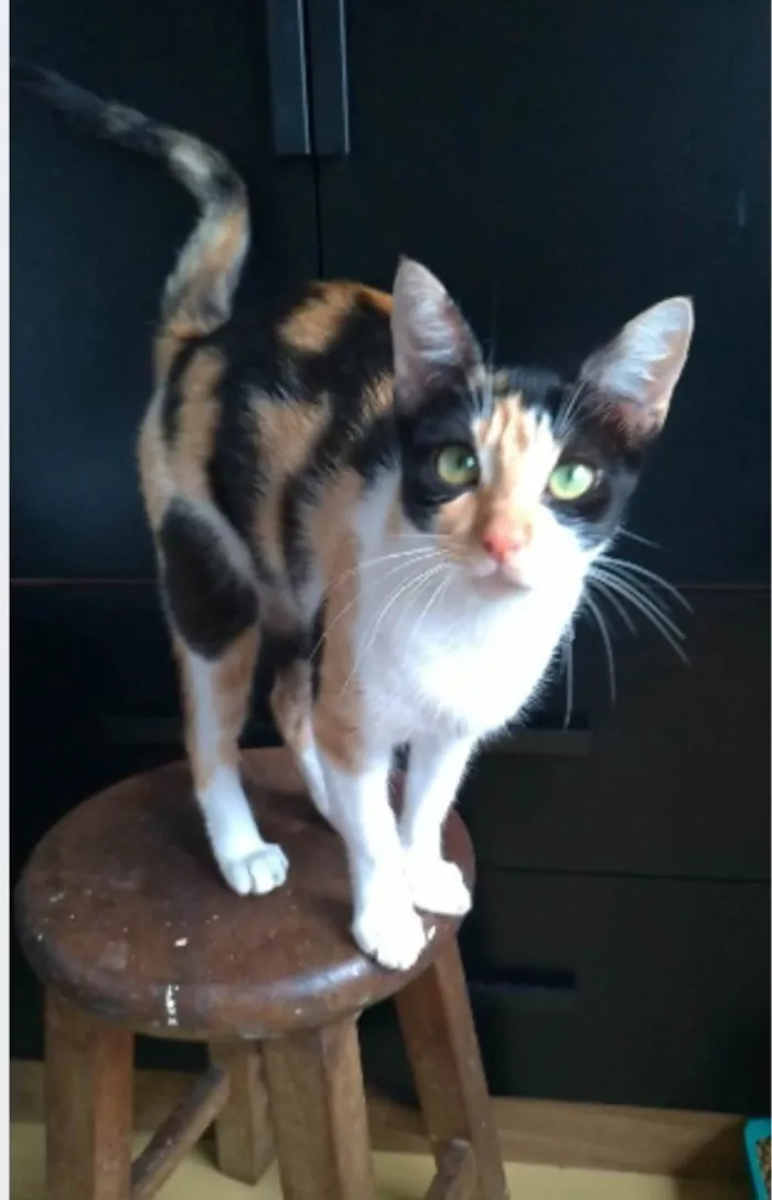 Gato ra a srd tricolor idade 1 ano nome AGNES