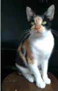 AGNES