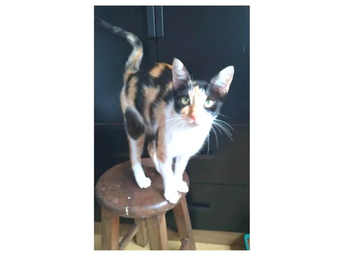 Gato ra a srd tricolor idade 1 ano nome AGNES