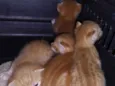 Gatinhos