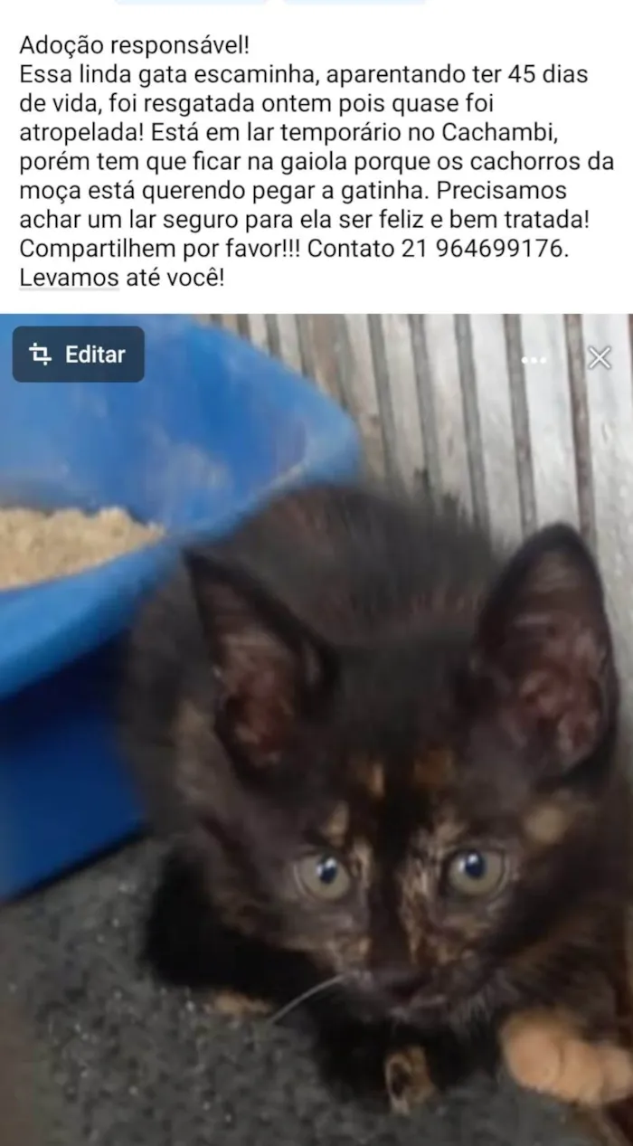 Cachorro ra a SRD-ViraLata idade Abaixo de 2 meses nome Escaminha