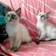 Pietro e Paolla