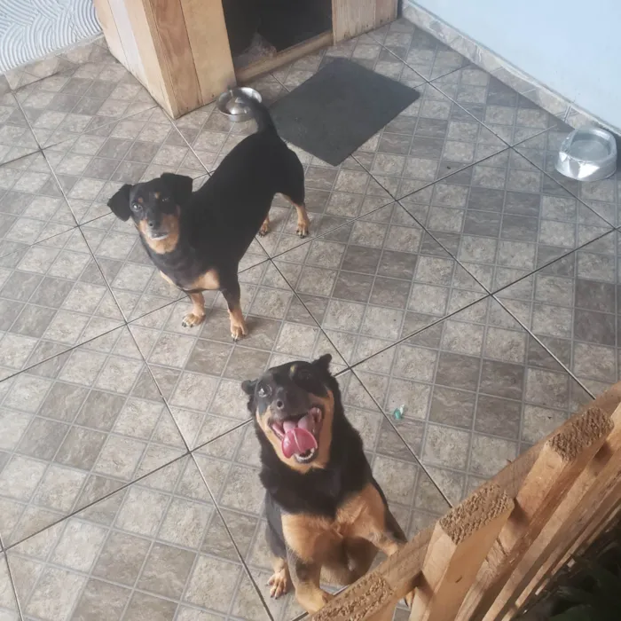 Cachorro ra a Pinscher e Basset Hound idade 5 anos nome Cindy e Pitoco