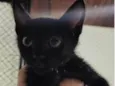 PENNY