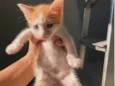 PIRULITO