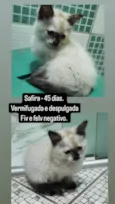 SAFIRA