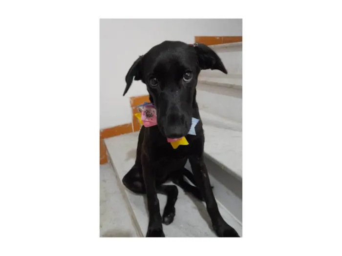 Cachorro ra a SRD-ViraLata idade 2 a 6 meses nome Ruby