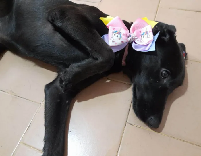 Cachorro ra a SRD-ViraLata idade 2 a 6 meses nome Ruby