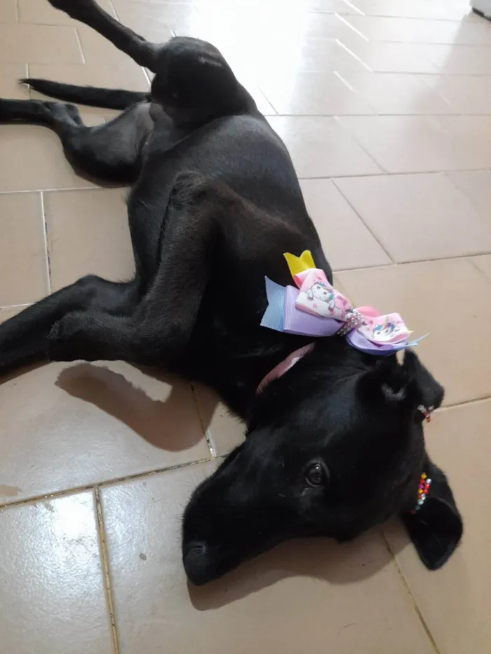Cachorro ra a SRD-ViraLata idade 2 a 6 meses nome Ruby