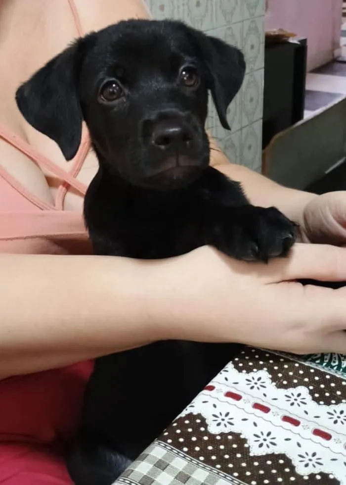 Cachorro ra a SRD-ViraLata idade 2 a 6 meses nome Jorginho
