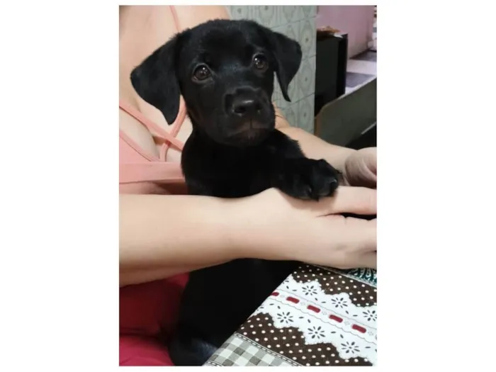 Cachorro ra a SRD-ViraLata idade 2 a 6 meses nome Jorginho