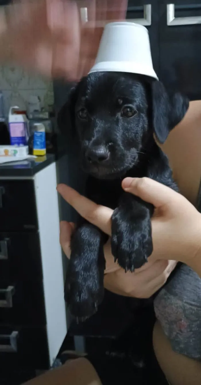 Cachorro ra a SRD-ViraLata idade 2 a 6 meses nome Jorginho