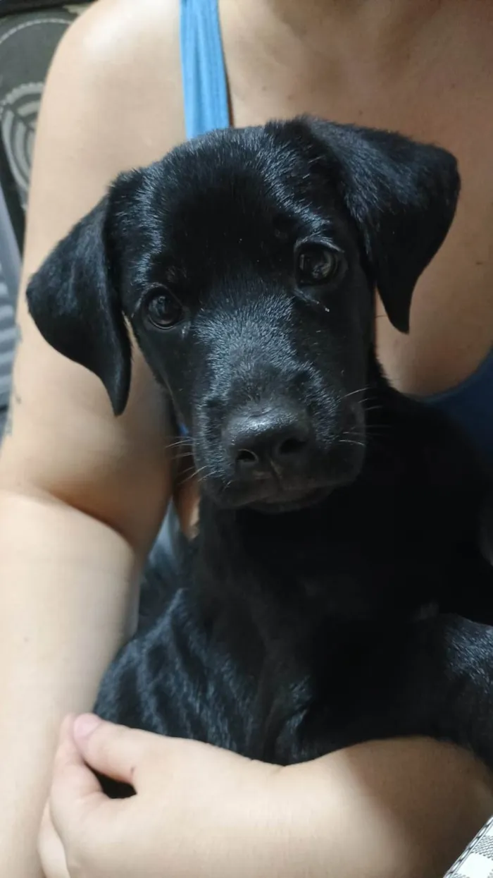 Cachorro ra a SRD-ViraLata idade 2 a 6 meses nome Jorginho