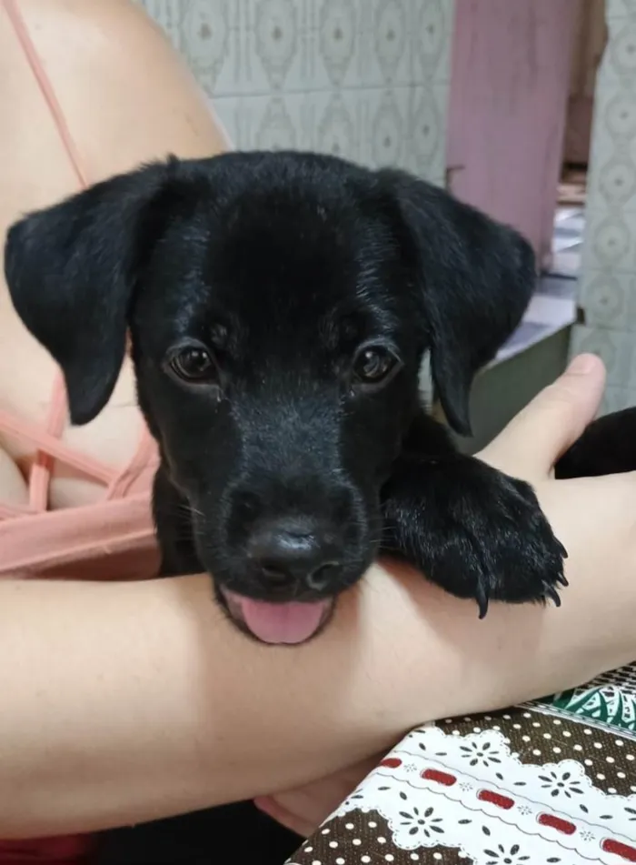 Cachorro ra a SRD-ViraLata idade 2 a 6 meses nome Jorginho