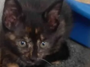 Cachorro raça SRD-ViraLata idade Abaixo de 2 meses nome Escaminha
