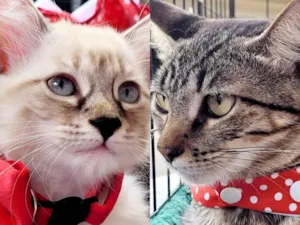 Gato raça Mestica  idade 2 a 6 meses nome Bia e Belinha 