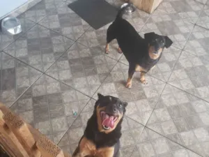 Cachorro raça Pinscher e Basset Hound idade 5 anos nome Cindy e Pitoco