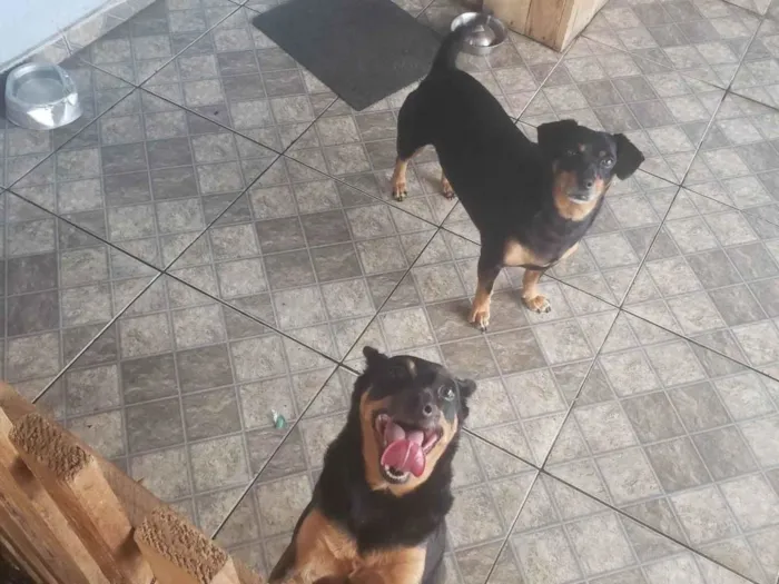 Cachorro ra a Pinscher e Basset Hound idade 5 anos nome Cindy e Pitoco