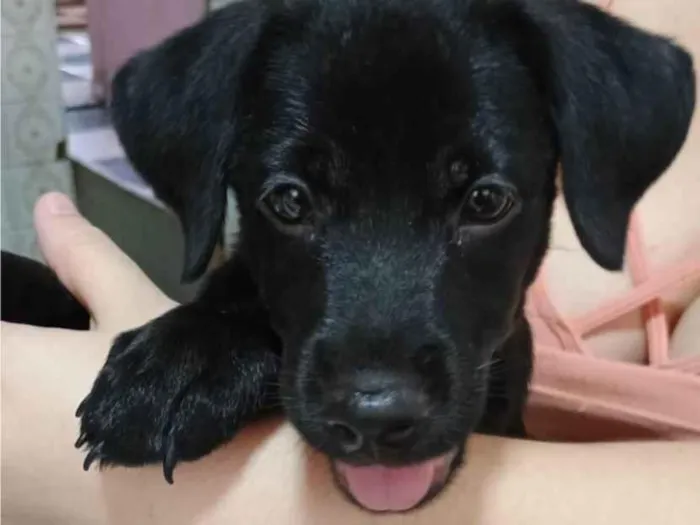 Cachorro ra a SRD-ViraLata idade 2 a 6 meses nome Jorginho