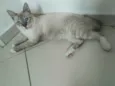 Gegê e Nero