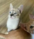 Rosy e Barthô