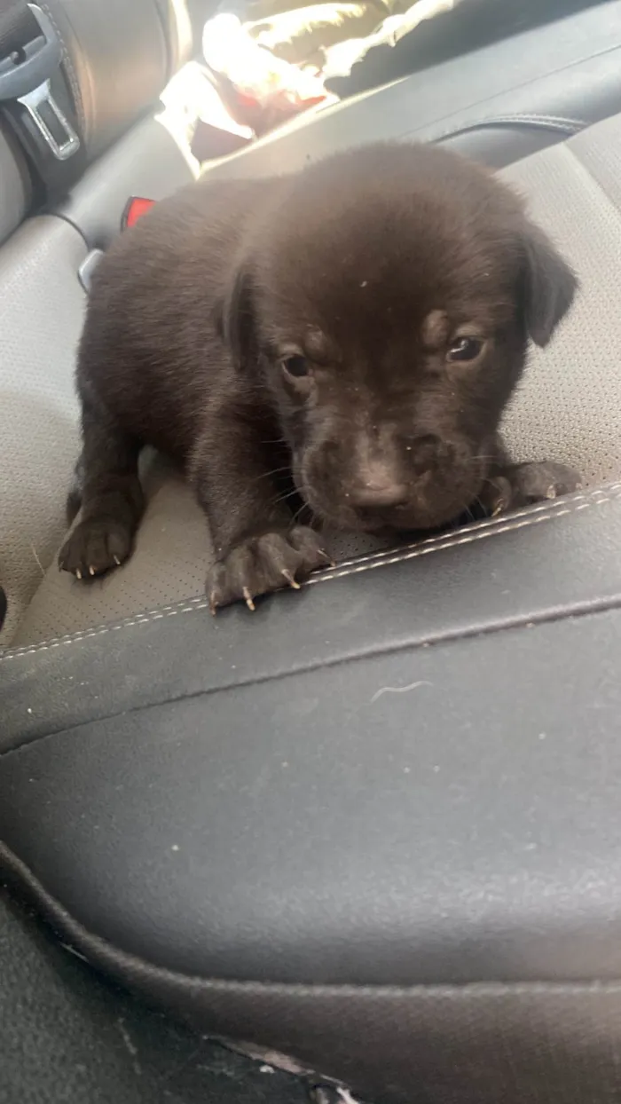 Cachorro ra a SRD-ViraLata idade Abaixo de 2 meses nome Thor