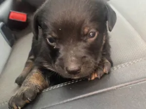 Cachorro raça SRD-ViraLata idade Abaixo de 2 meses nome Jack