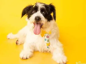 Cachorro raça SRD-ViraLata idade 1 ano nome Billy Noel 