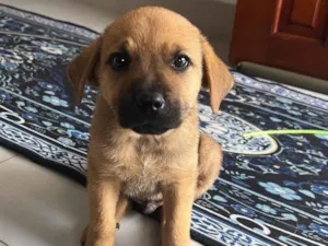 Cachorro raça SRD-ViraLata idade 2 a 6 meses nome Caramelo