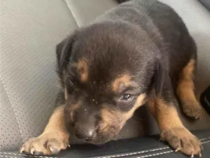 Cachorro raça SRD-ViraLata idade Abaixo de 2 meses nome Dexter