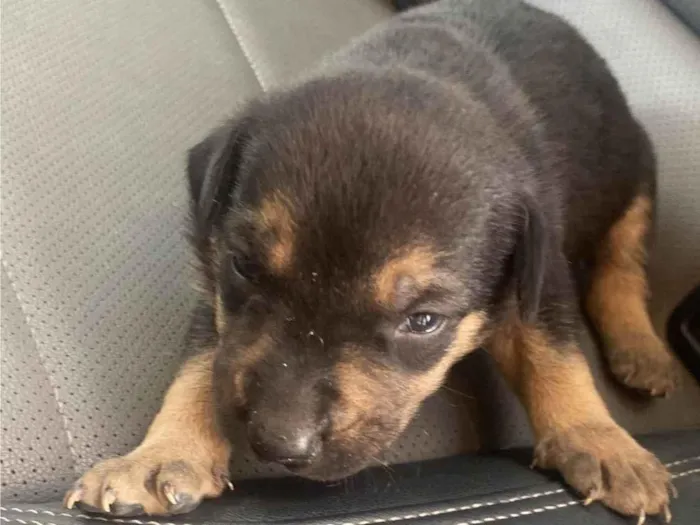 Cachorro ra a SRD-ViraLata idade Abaixo de 2 meses nome Dexter