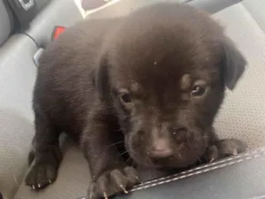 Cachorro raça SRD-ViraLata idade Abaixo de 2 meses nome Thor
