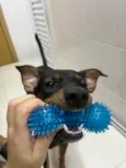 Patrícia