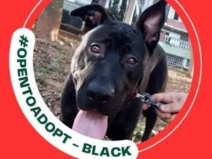 Cachorro raça SRD-ViraLata idade 1 ano nome Black