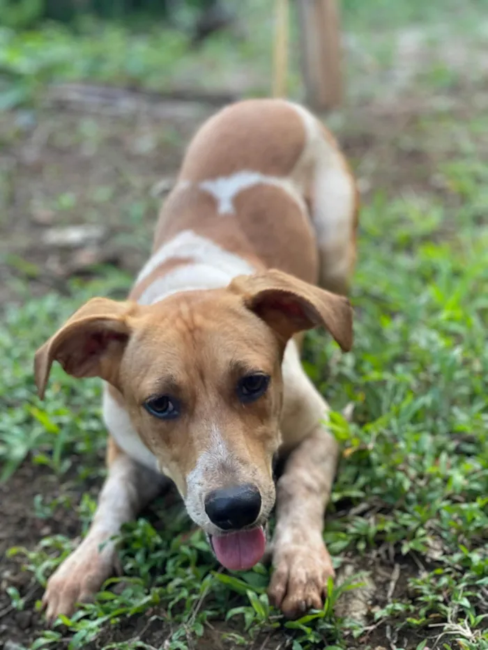 Cachorro ra a Beagle/Jackrussel idade 7 a 11 meses nome Golias