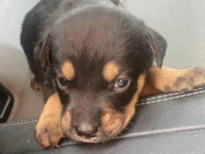 Cachorro raça SRD-ViraLata idade Abaixo de 2 meses nome Kiara