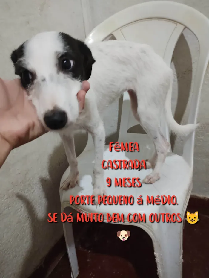 Cachorro ra a Vira-lata idade 7 a 11 meses nome Magali