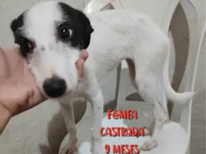 Cachorro raça Vira-lata idade 7 a 11 meses nome Magali