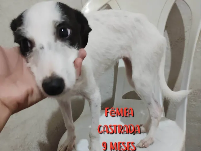 Cachorro ra a Vira-lata idade 7 a 11 meses nome Magali