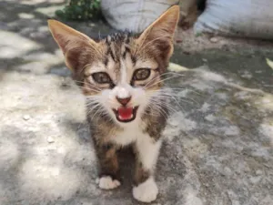 Gato raça Vira -lata idade 2 a 6 meses nome Fred