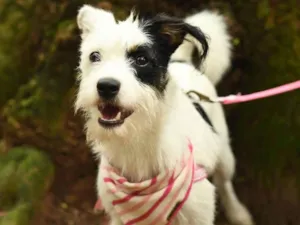 Cachorro raça Srd idade 1 ano nome Panda