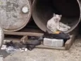 Gato