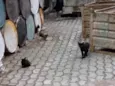 Gato