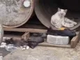 Gato