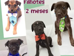 Cachorro raça Srd idade 2 a 6 meses nome Cães filhotes