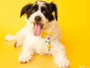 Cachorro raça SRD-ViraLata idade 1 ano nome Billy Noel 