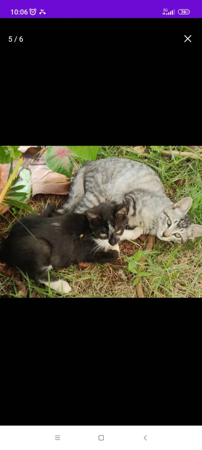 Gato ra a SRD-ViraLata idade 2 a 6 meses nome Frajola 